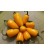 Hot Pepper 'NuMex Lemon Spice Jalapeno' Seeds (Certified Organic)