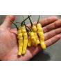 Hot Pepper ‘Aribibi Gusano' AKA 'Caterpillar Pepper' Seeds (Certified Organic)