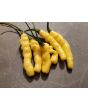 Hot Pepper ‘Aribibi Gusano' AKA 'Caterpillar Pepper' Seeds (Certified Organic)