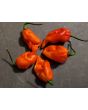 Hot Pepper 'Lemon Ghostly Jalapeno RED CROSS' Seeds (Certified Organic)