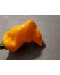 Hot Pepper 'Lemon Ghostly Jalapeno' Seeds (Certified Organic)