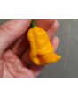 Hot Pepper 'Lemon Ghostly Jalapeno' Seeds (Certified Organic)
