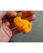 Hot Pepper 'Lemon Ghostly Jalapeno' Seeds (Certified Organic)