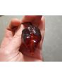 Hot Pepper '7 Pot Black’ Seeds (Certified Organic)