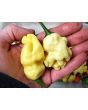 Hot Pepper 'White Ghostly Jalapeno' Seeds (Certified Organic)