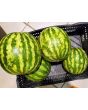 Watermelon 'Crimson Sweet'