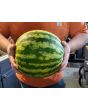 Watermelon 'Crimson Sweet'