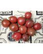 Tomato 'Joffre'