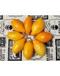 Tomato 'Buratino' AKA 'Yellow Pinocchio' Seeds (Certified Organic)