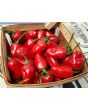 Hot Pepper ‘Chiltepin x Habanero' Seeds (Certified Organic)