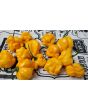 Hot Pepper 'Papa Dreadie Scotch Bonnet' Seeds (Certified Organic)