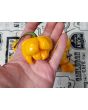 Hot Pepper 'Papa Dreadie Scotch Bonnet' Seeds (Certified Organic)