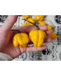 Hot Pepper 'Papa Dreadie Scotch Bonnet' Seeds (Certified Organic)