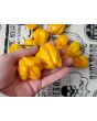 Hot Pepper 'Papa Dreadie Scotch Bonnet' Seeds (Certified Organic)