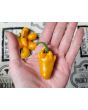 Hot Pepper 'NuMex Pumpkin Spice Jalapeno' Seeds (Certified Organic)