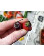 Hot Pepper 'Variegated Jigsaw' Seeds (Certified Organic)