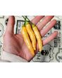 Hot Pepper ‘Dedo De Moca Peach' Seeds (Certified Organic)