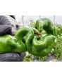 Hot Pepper ‘Hangjiao #5 (HJ5) Helix Nebula Space Chili’ Seeds (Certified Organic)