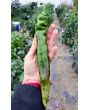 Hot Pepper ‘Jalapeno Chernobyl' Seeds (Certified Organic)