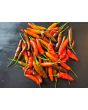 Hot Pepper ‘KS StarrScream Red' Seeds (Certified Organic)