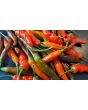 Hot Pepper ‘KS StarrScream Red' Seeds (Certified Organic)