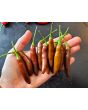 Hot Pepper ‘KS StarrScream Chocolate' Seeds (Certified Organic)