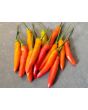 Hot Pepper ‘KS StarrScream Red' Seeds (Certified Organic)
