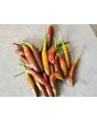 Hot Pepper ‘KS StarrScream Chocolate' Seeds (Certified Organic)