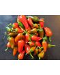 Hot Pepper ‘Hawaiian Sweet Hot' AKA 'Waialua' Seeds (Certified Organic)