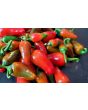 Hot Pepper ‘Hawaiian Sweet Hot' AKA 'Waialua' Seeds (Certified Organic)