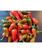 Hot Pepper ‘Hawaiian Sweet Hot' AKA 'Waialua' Seeds (Certified Organic)