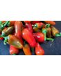 Hot Pepper ‘Hawaiian Sweet Hot' AKA 'Waialua' Seeds (Certified Organic)