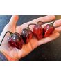 Hot Pepper '7 Pot Black’ Seeds (Certified Organic)