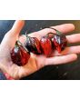 Hot Pepper '7 Pot Black’ Seeds (Certified Organic)