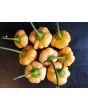Mild Pepper 'Peppapeach' AKA 'Peachadew' Seeds (Certified Organic)
