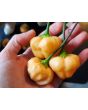Mild Pepper 'Peppapeach' AKA 'Peachadew' Seeds (Certified Organic)