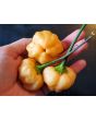Mild Pepper 'Peppapeach' AKA 'Peachadew' Seeds (Certified Organic)
