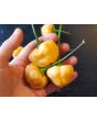 Mild Pepper 'Peppapeach' AKA 'Peachadew' Seeds (Certified Organic)