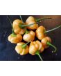 Mild Pepper 'Peppapeach' AKA 'Peachadew' Seeds (Certified Organic)