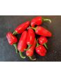 Hot Pepper ‘TAM Jalapeno’ Seeds (Certified Organic)
