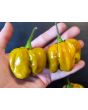 Hot Pepper ‘Mustard Habanero' Seeds (Certified Organic)