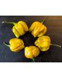 Hot Pepper ‘Mustard Habanero' Seeds (Certified Organic)