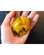 Hot Pepper ‘Mustard Habanero' Seeds (Certified Organic)