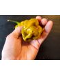 Hot Pepper ‘Mustard Habanero' Seeds (Certified Organic)