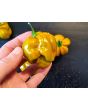 Hot Pepper ‘Mustard Habanero' Seeds (Certified Organic)