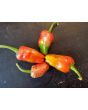 Hot Pepper ‘Farmers' Market Jalapeno'