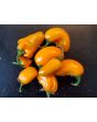 Hot Pepper 'NuMex Pumpkin Spice Jalapeno' Seeds (Certified Organic)