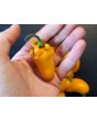 Hot Pepper 'NuMex Pumpkin Spice Jalapeno' Seeds (Certified Organic)