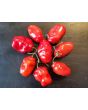 Hot Pepper 'Rocopica' Seeds (Certified Organic)