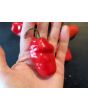 Hot Pepper 'Rocopica' Seeds (Certified Organic)